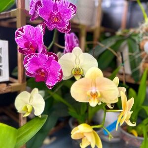 Meet your Posher, Lissette